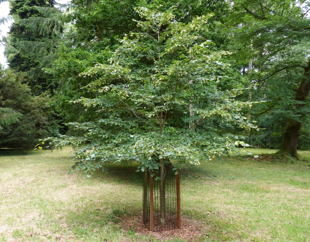 Tilia cordata (Small-leafed lime)