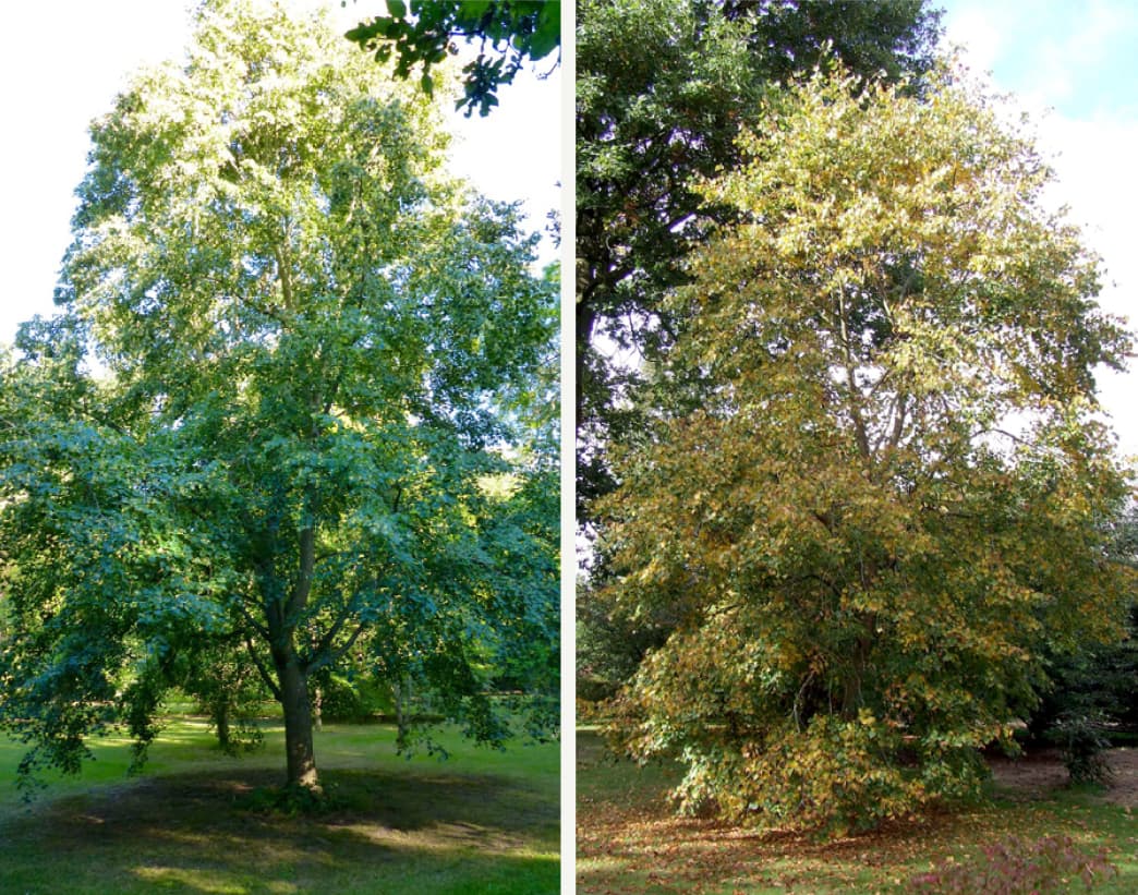 Tilia mongolica (Mongolian lime)