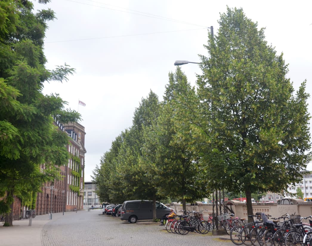 Tilia platyphyllos (Large-leaved lime)