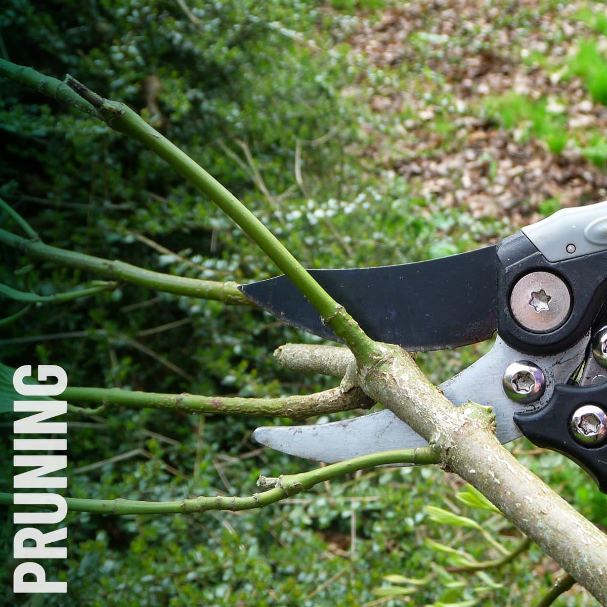 Tree pruning