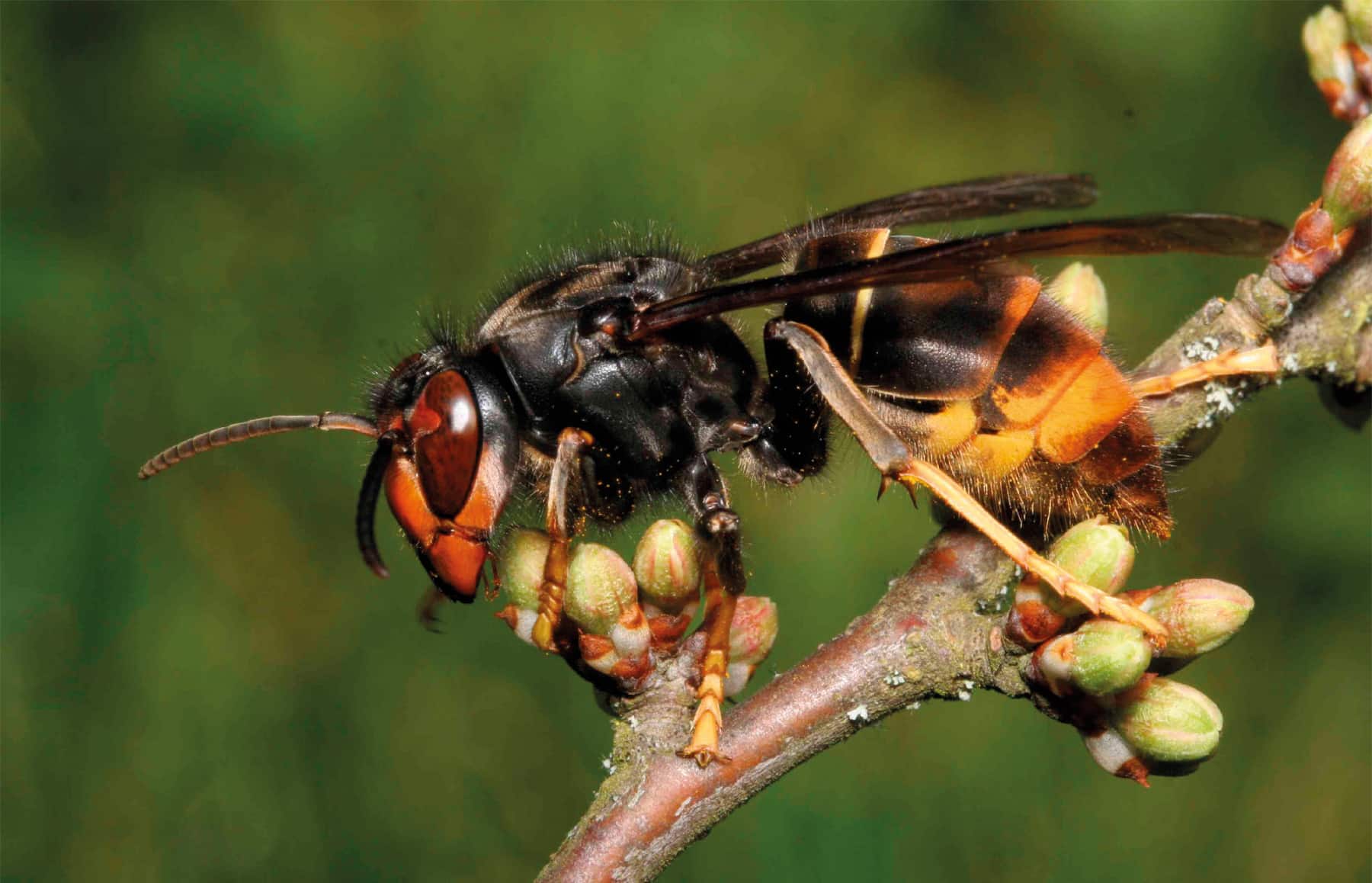 The Asian Hornet ©Jean Haxaire