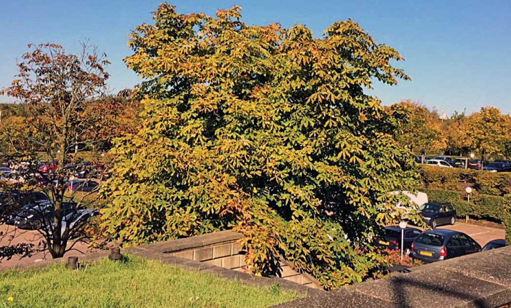 A treated horse chestnut (right) alongside an untreated tree.