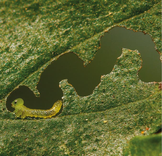 Young elm zigzag sawfly (Aproceros leucopoda)
larva.