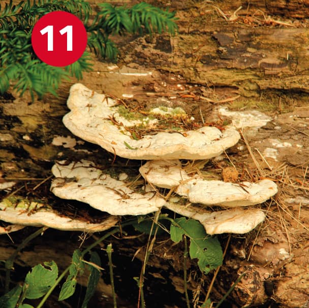 Image 11: Trametes gibbosa