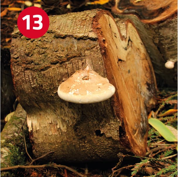 Image 13: Piptoporus betulinus