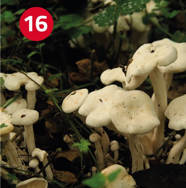 Image 16: Clitocybe connata