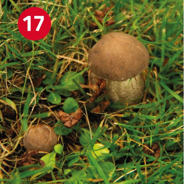 Image 17: Leccinum scabrum