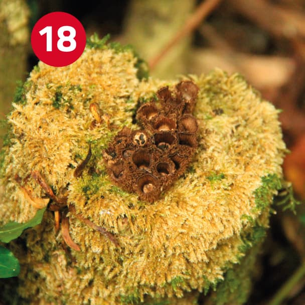 Image 18: Cyathus striatus
