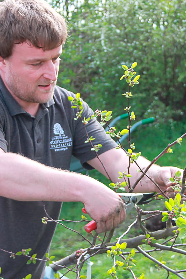 John Parker, CEO, Arboricultural Association pruning trees