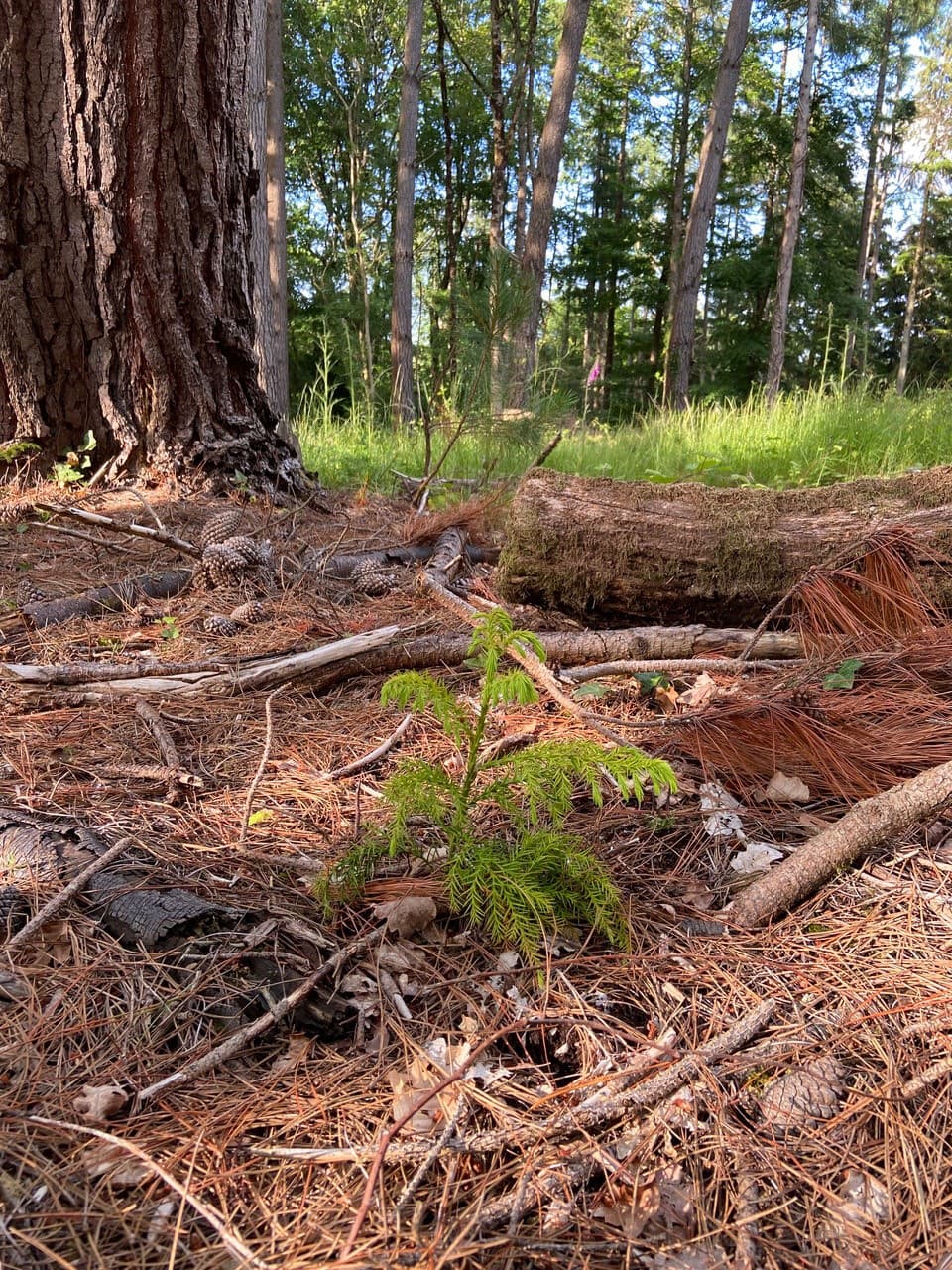 All England Crytomeria Japonica under Radiata Pine - Larch and Western Hemlock in background Perridge estate. Credit Sir Harry Studholme