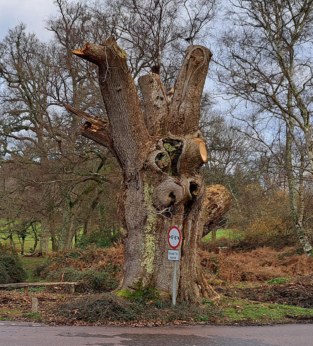 The King Oak after pruning work was completed in December 2023.