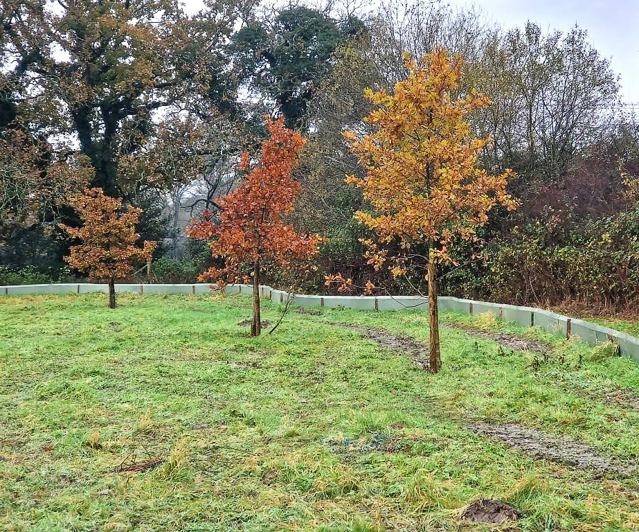 In total 40 oaks were moved: four have been relocated on the site and the others have been moved to a field for safe-keeping until they can be replanted at this site or another.
