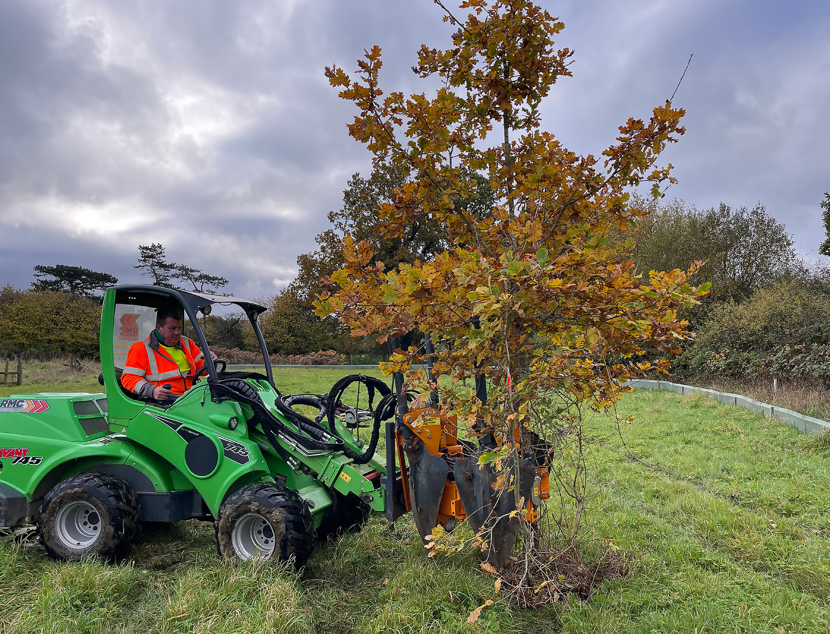 One of the four oaks replanted on site.