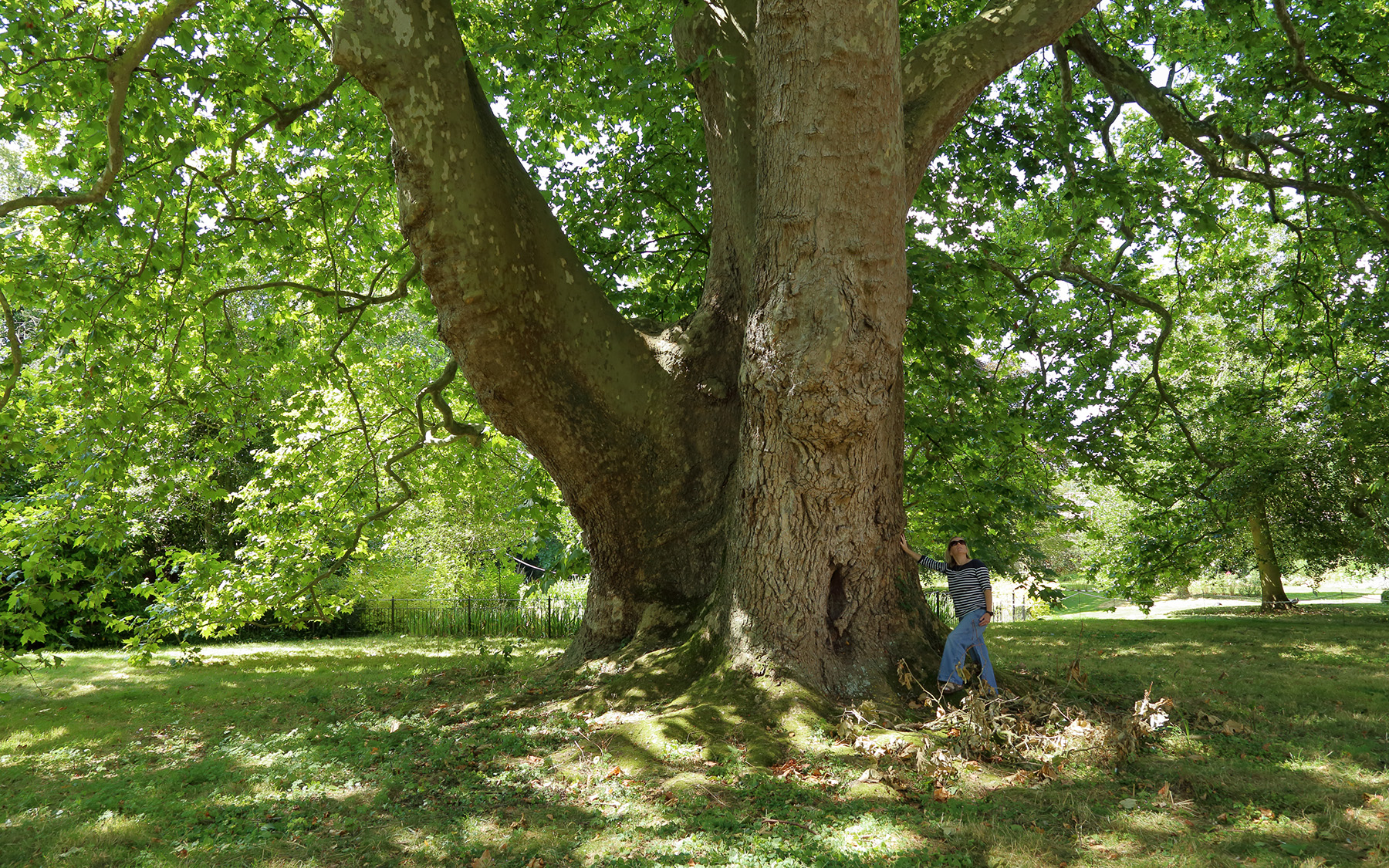 Image shows the scale of Ely’s London plane, taken in August 2024.