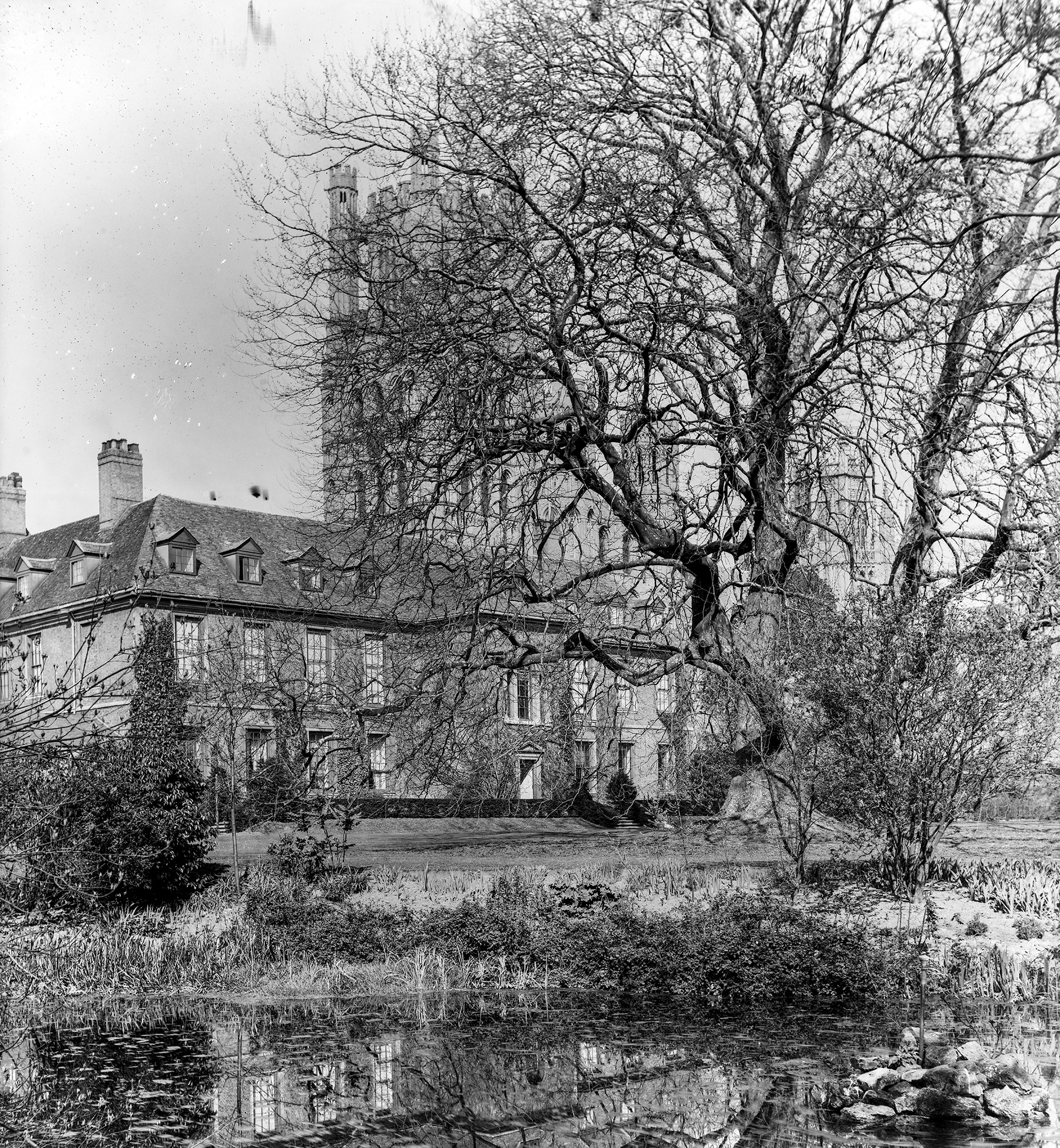 Ely plane tree, image must have been taken at least 100 years ago