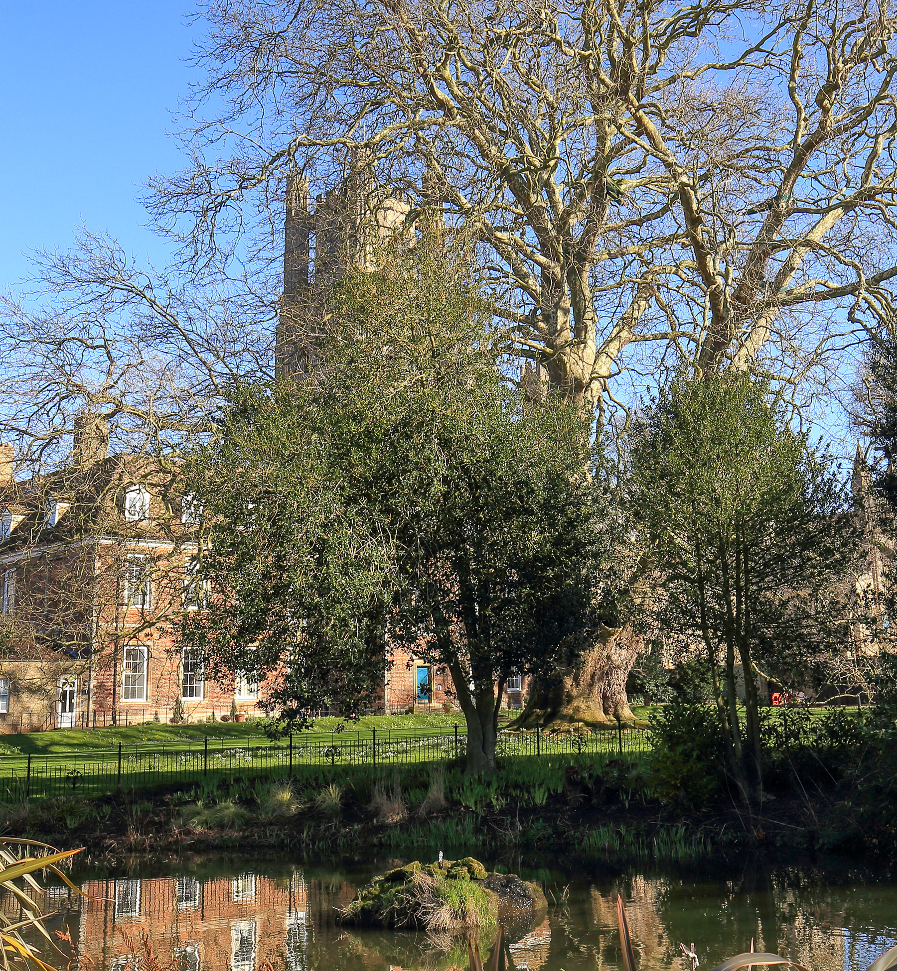 Ely’s plane tree taken in February 2024