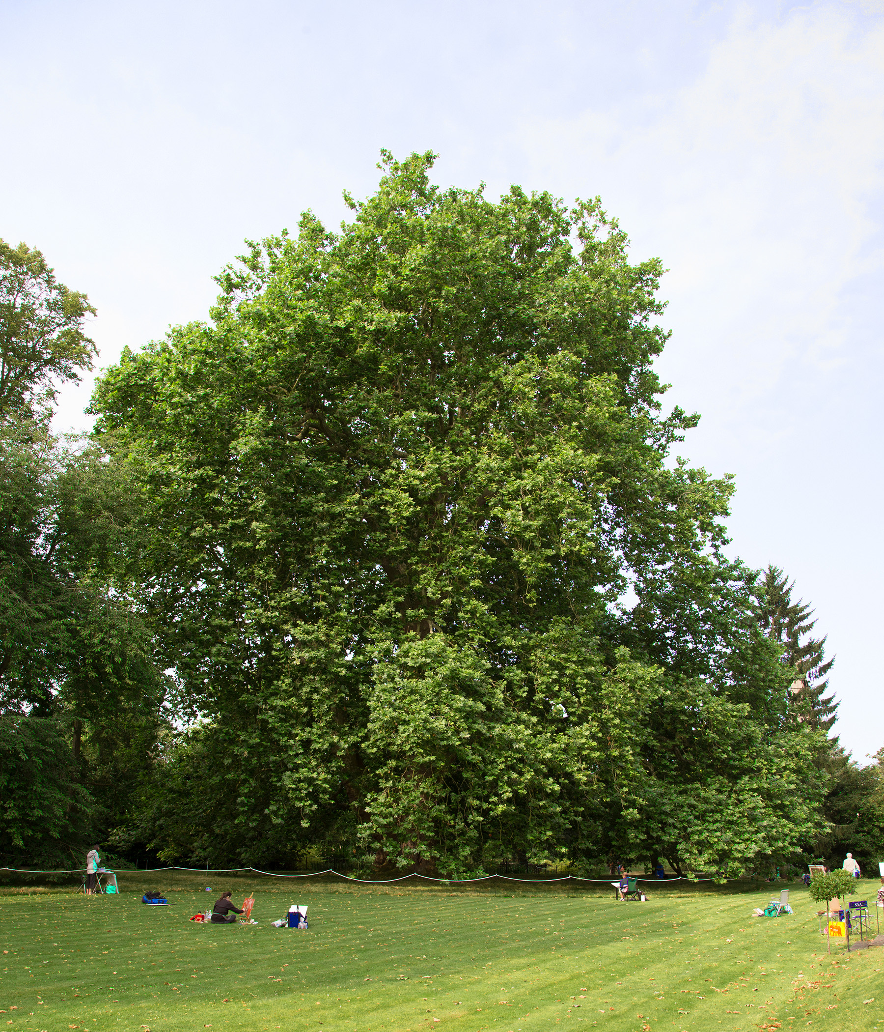 Image illustrates new­ season growth and vitality of the tree