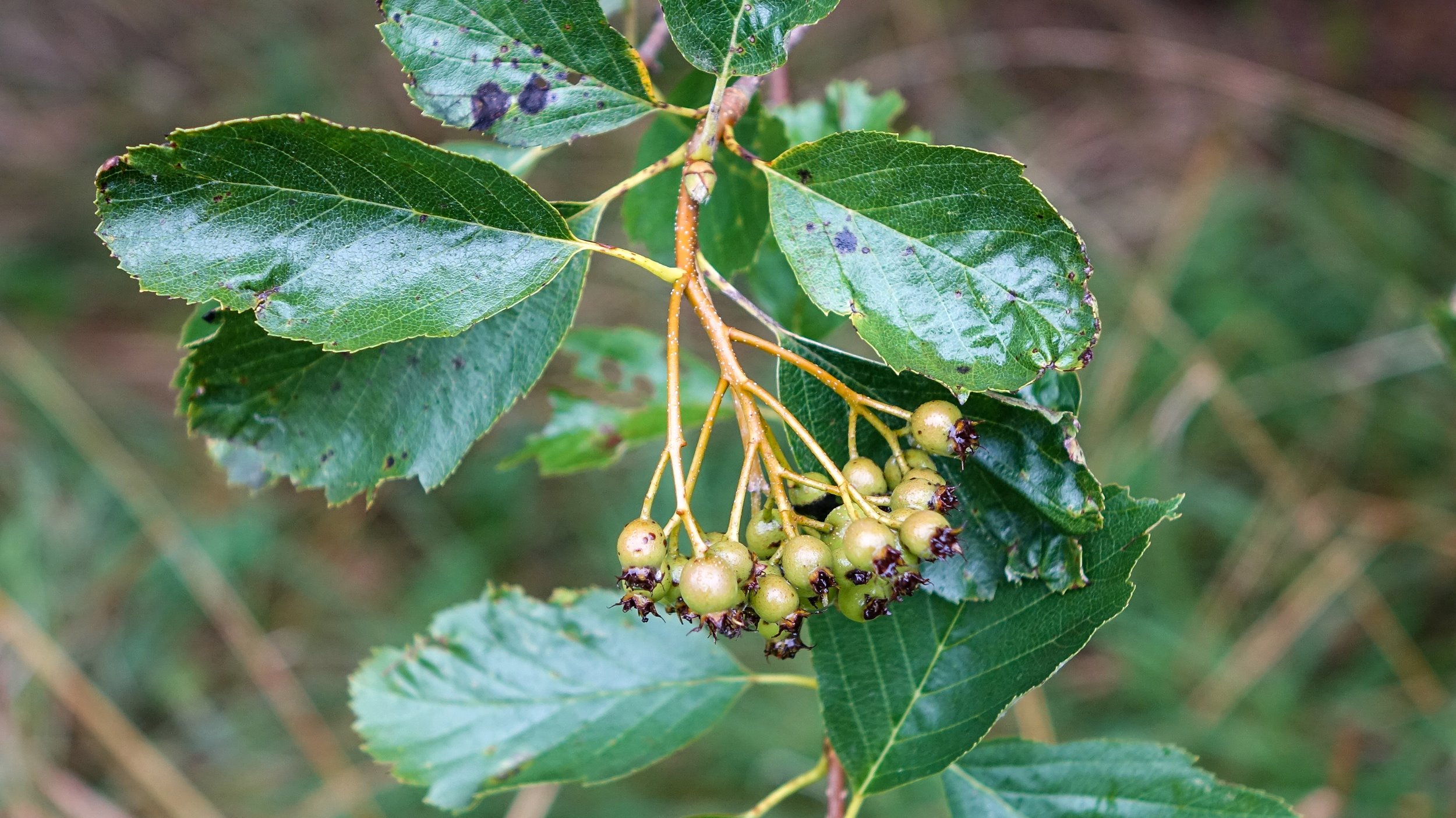 Sorbus bristoliensis tree in fruit Westonbirt Arboretum © Alan Connor.jpg