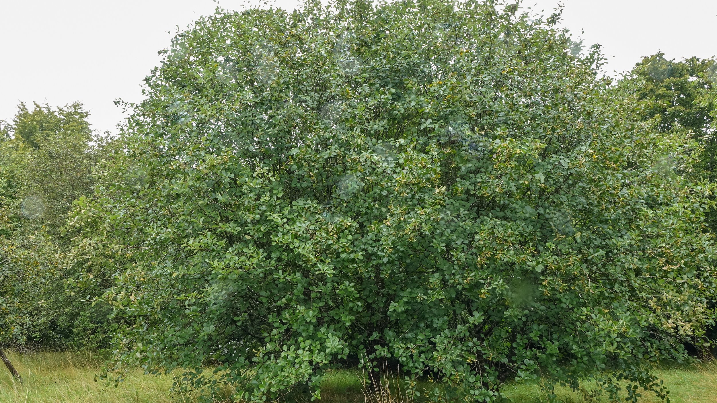 Sorbus bristoliensis tree in Westonbirt Arboretum © Alan Connor.jpg