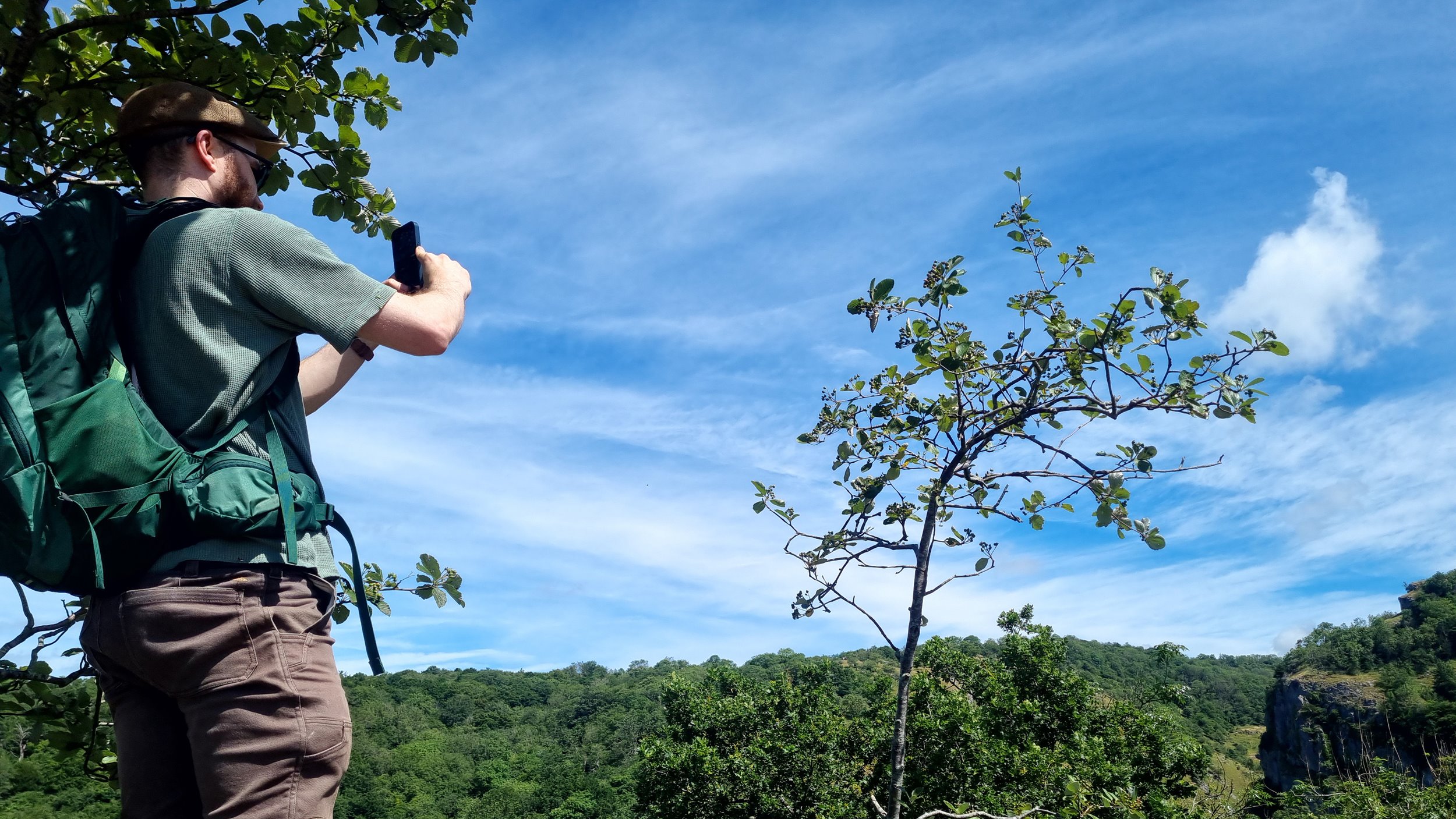 Dan Crowley Forestry England photographs Sorbus eminens Cheddar Gorge © Rosalyn Anderson