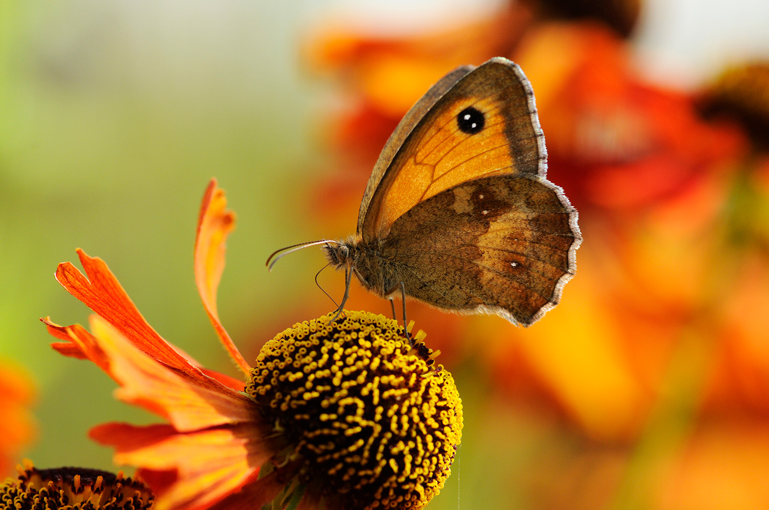 Gatekeeper – Liam Richardson, Butterfly Conservation