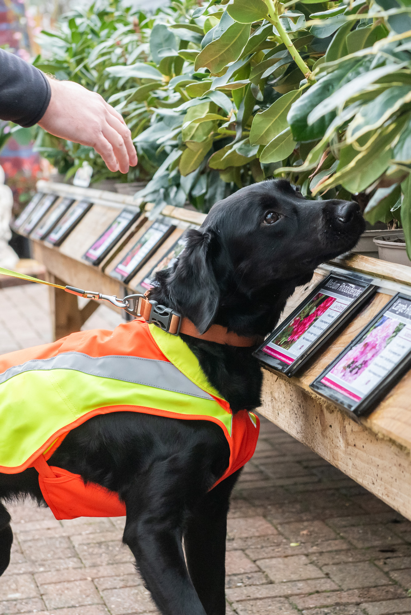 Sniffer Dog