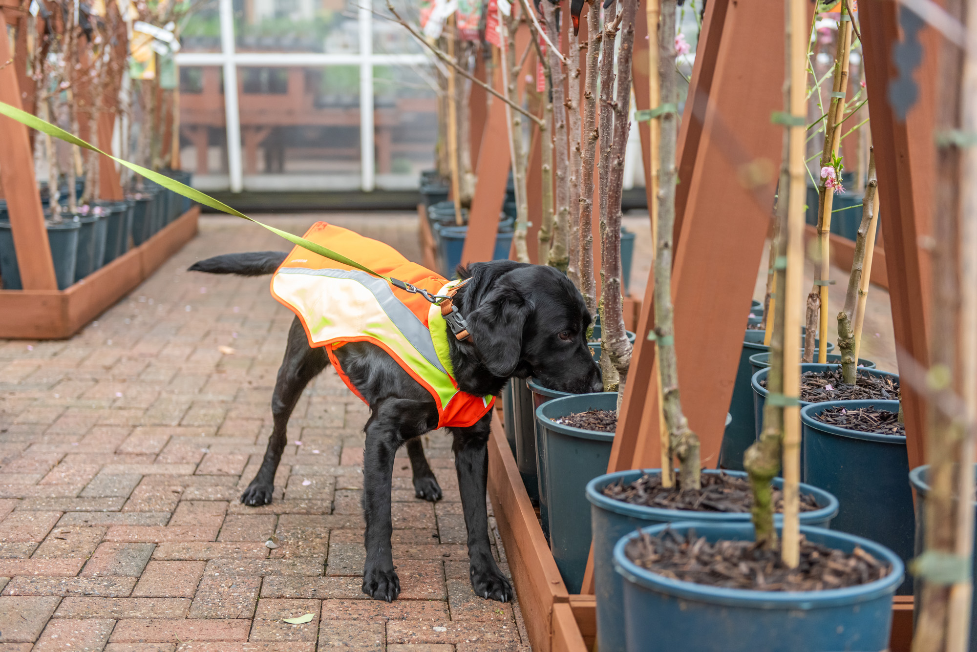 Sniffer Dog