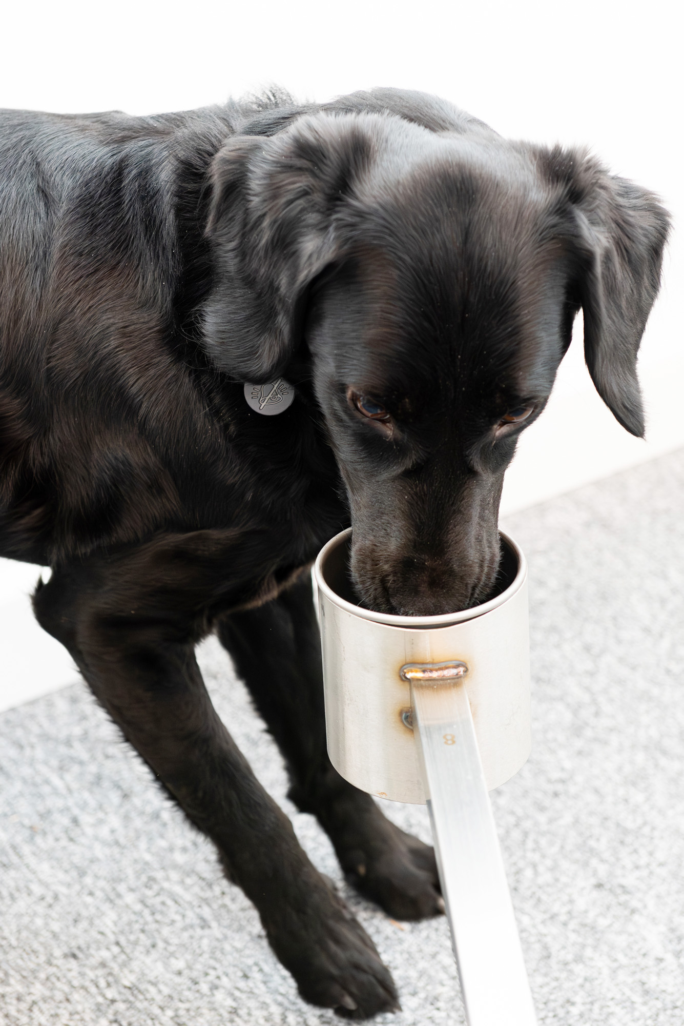 Sniffer Dog