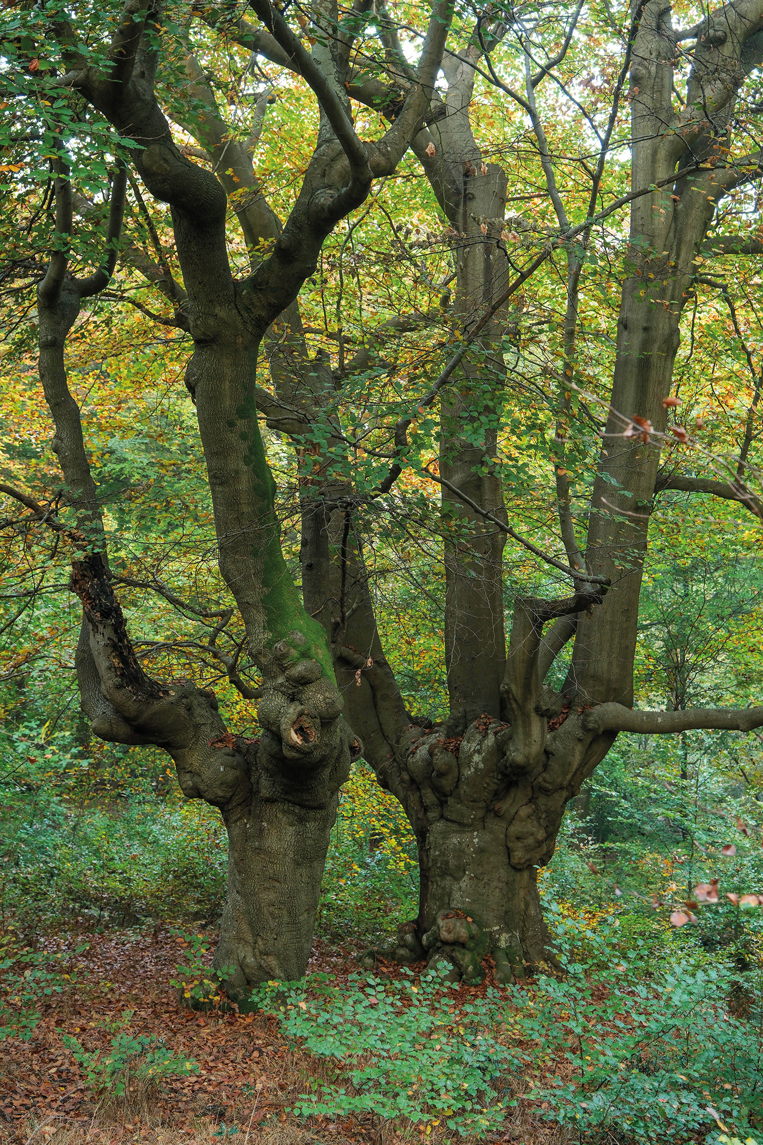  Some of the old pollards at Burnham Beeches have clean stems and limited lower growth.