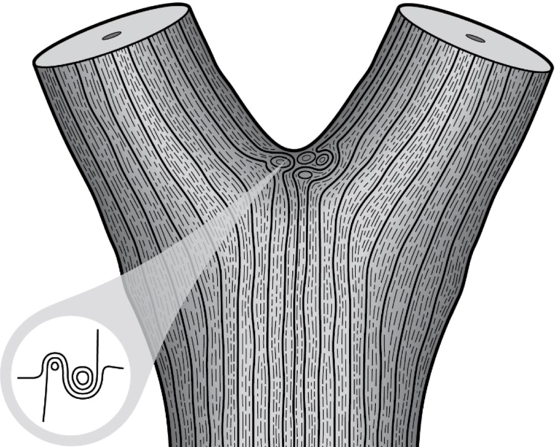 Arboricultural Association Assessment of Tree Fork announced