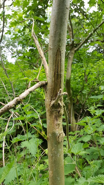 Tree at Ashley