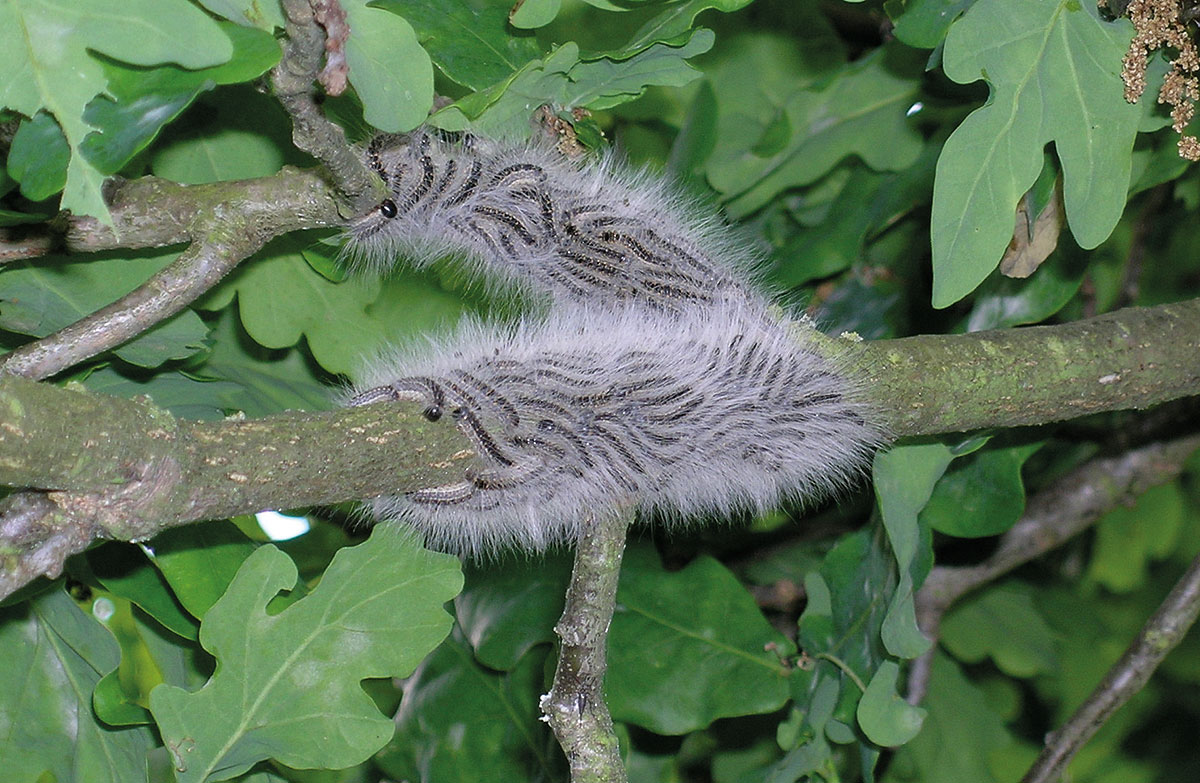 Oak Processionary Moth