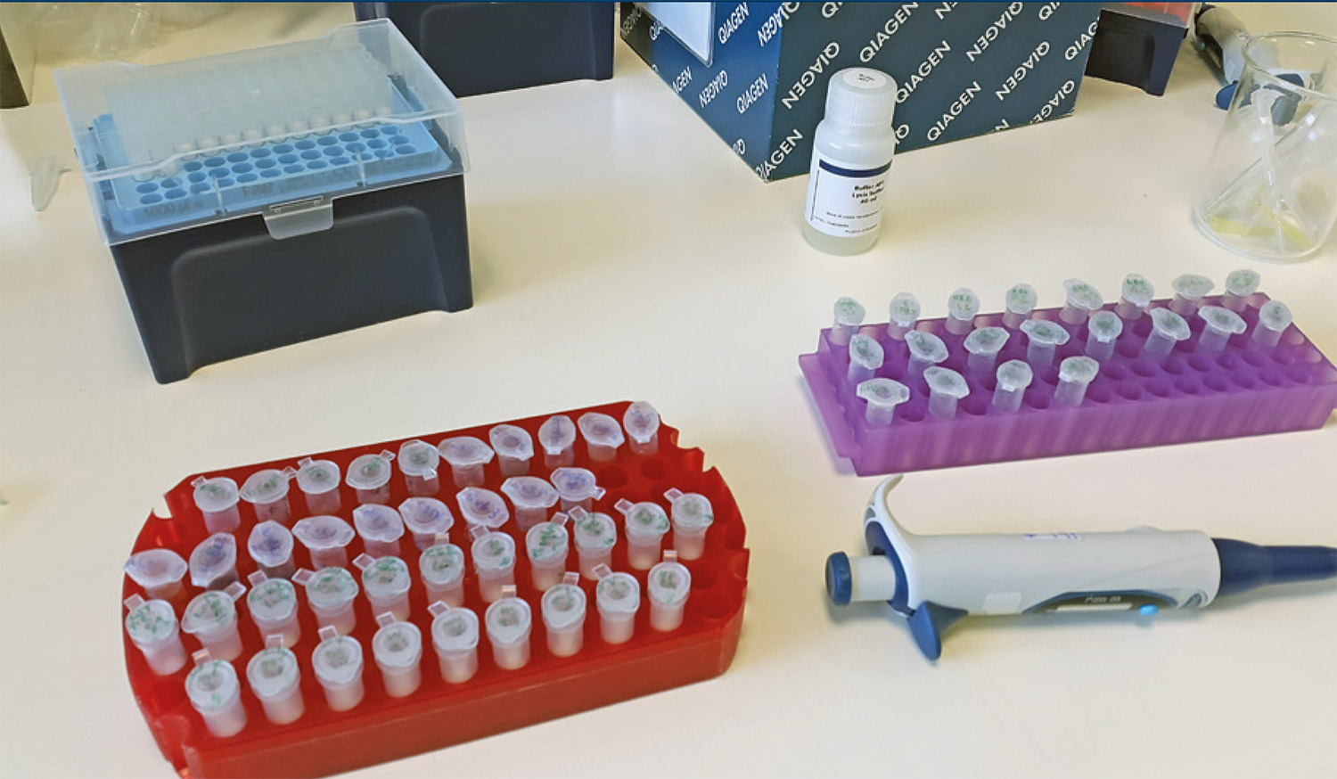 An in-progress fungal DNA isolation from environmental samples, preparing molecular samples for amplification and sequencing.
