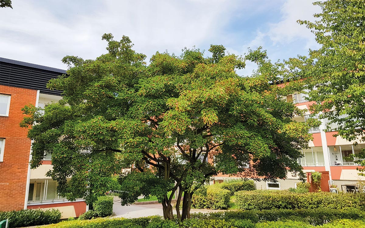 The Tatarian maple usually develops into a larger shrub or smaller shrub tree, usually multi-stemmed with a broad, vase-like habit.