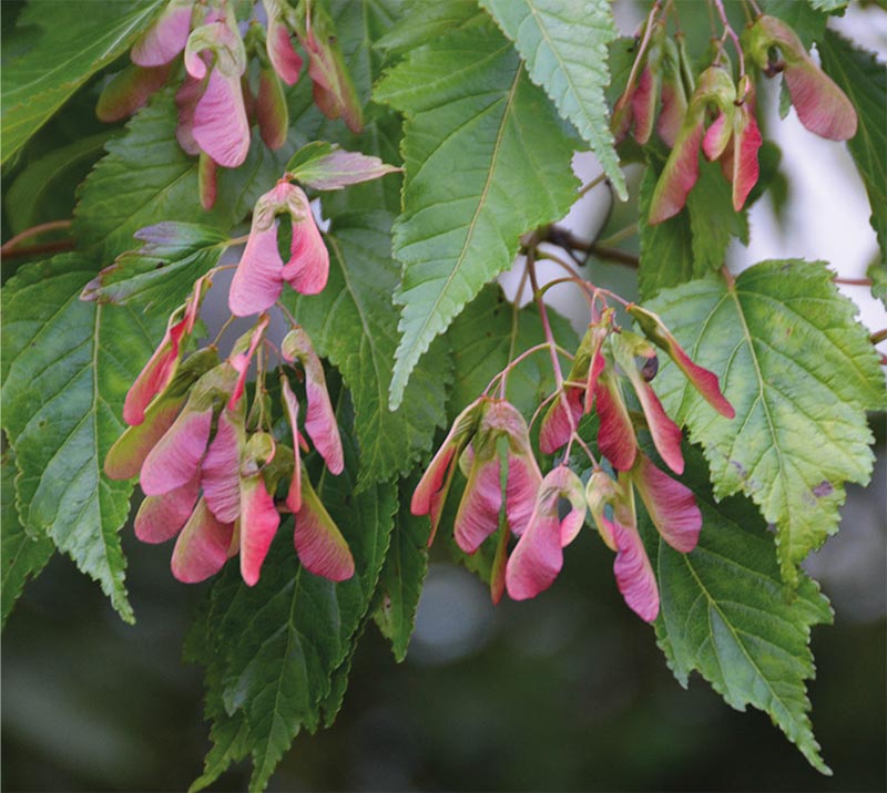 A nice detail of the Tatarian maple in late summer is the brilliant red fruits against the green foliage.