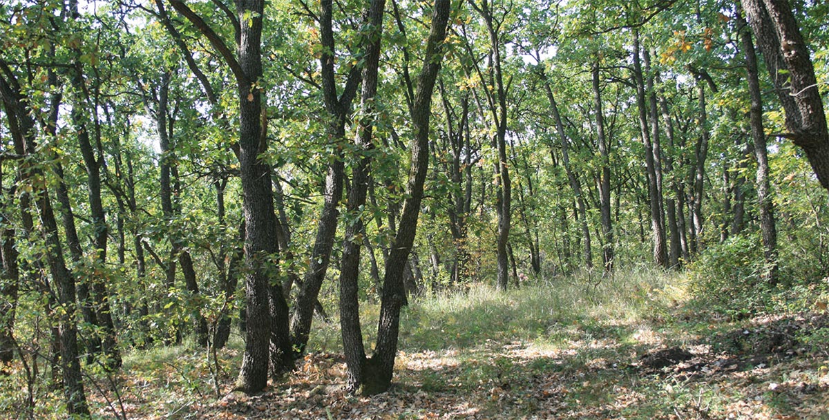 The Tatarian maple along with Quercus pubescens in eastern Romania.