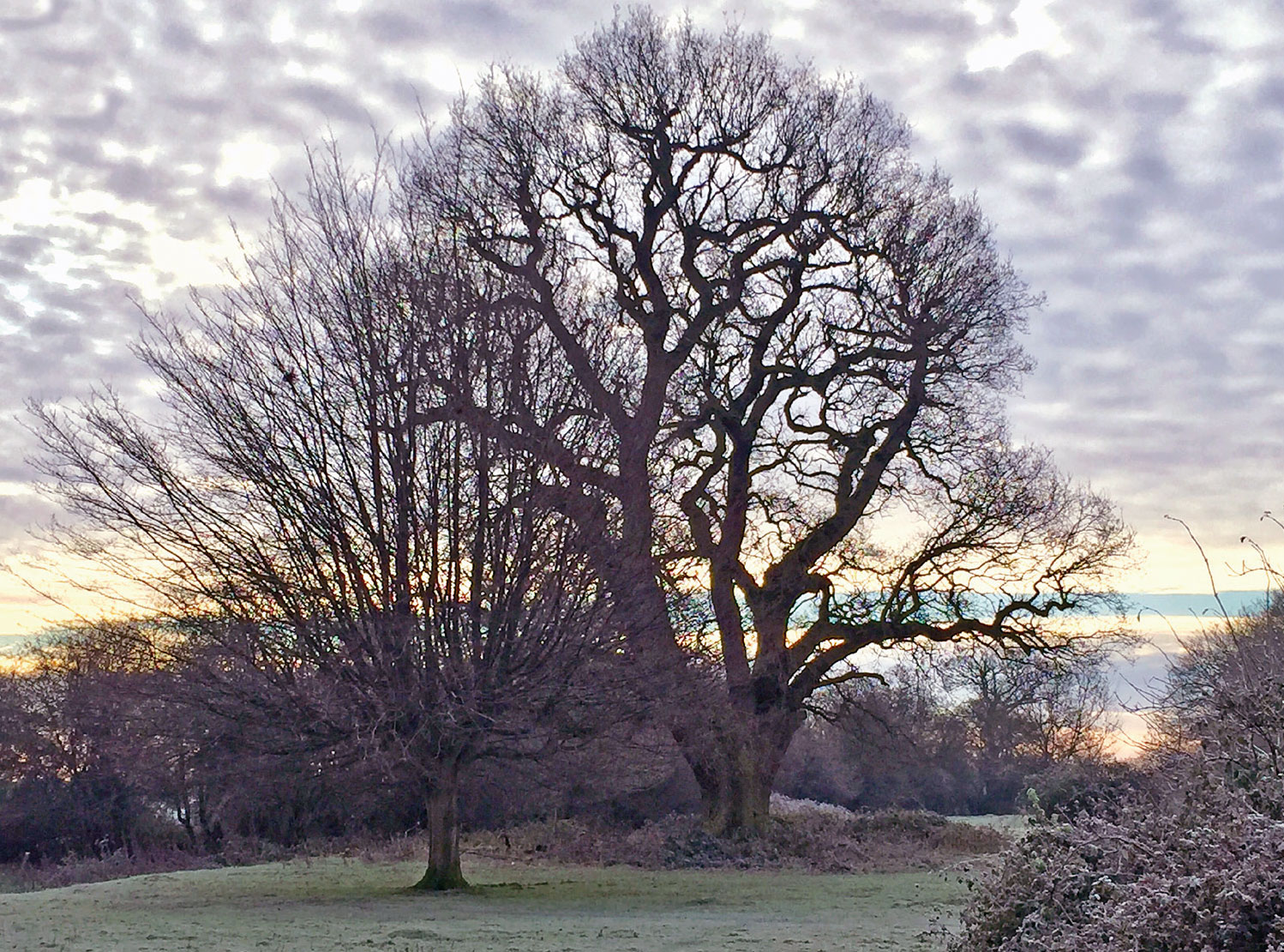 Lapsed oak pollard after two retrenchment cuts. Notice all the regrowth is on the ends of the branches, potentially starving the inner crown of light.