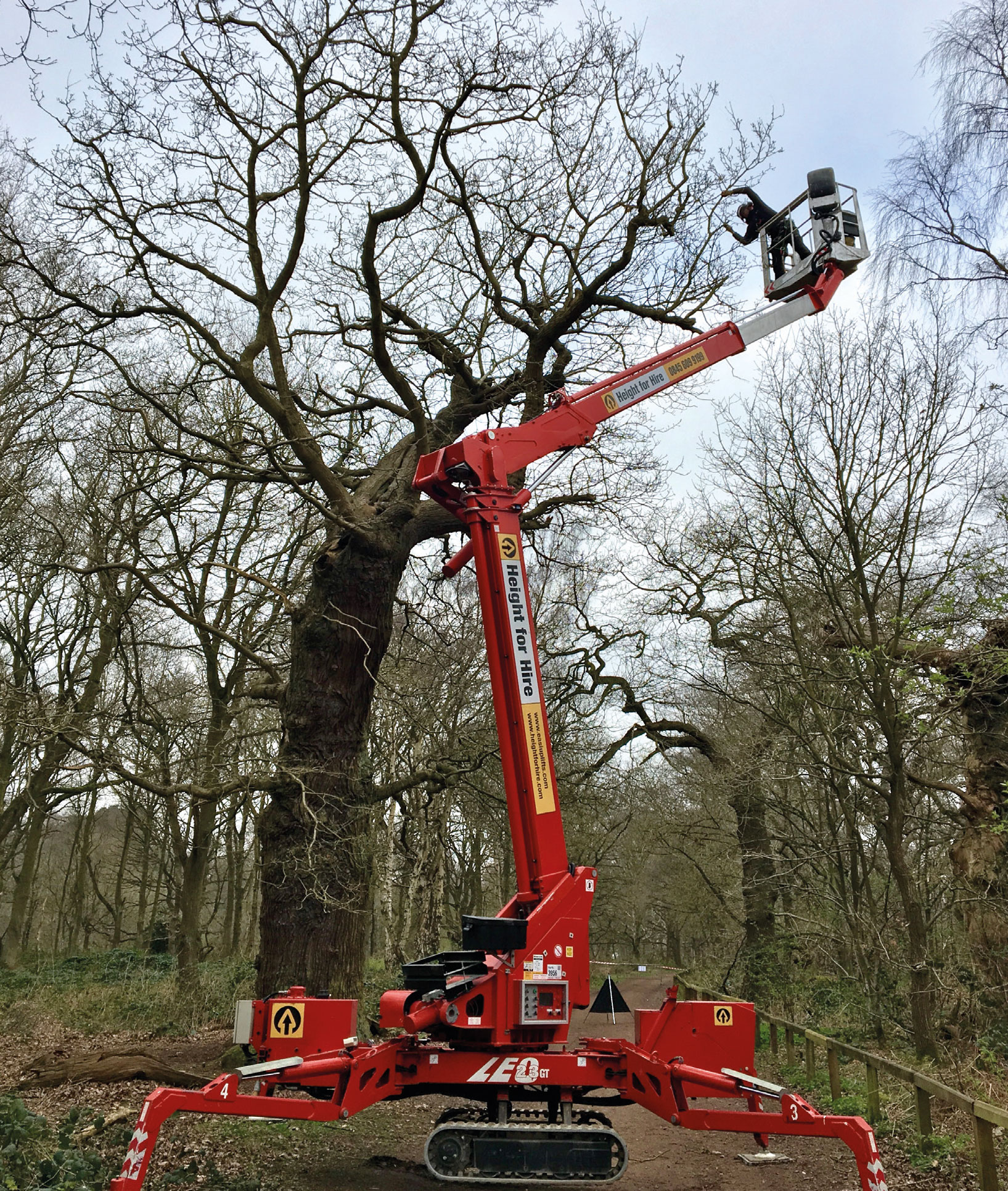 Using the reduction via thinning technique at Sherwood Forest. Perhaps an option instead of retrenchment pruning?