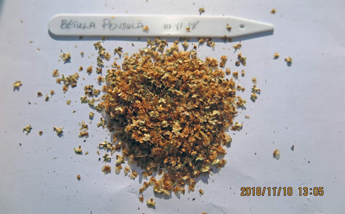 It can take nine years for trees raised from seed to reach a saleable size.