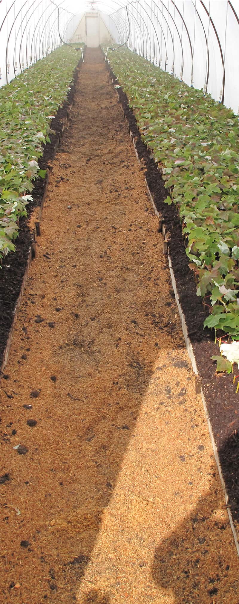 Nursery production of trees is planned seven to nine years before the trees go to market, by which time market conditions may have totally changed.