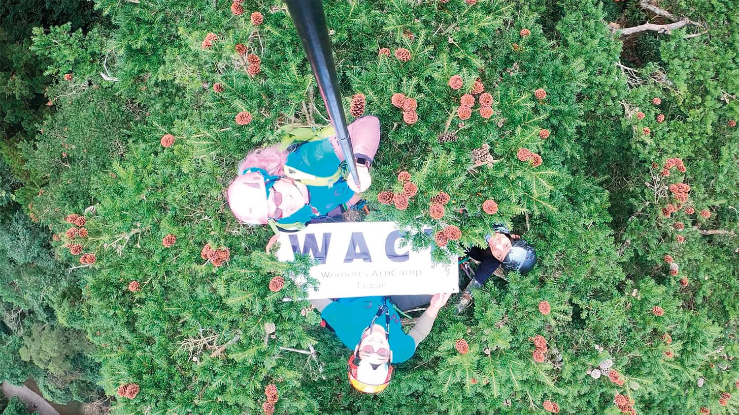 The view from the top of a Taiwan cow-tail fir