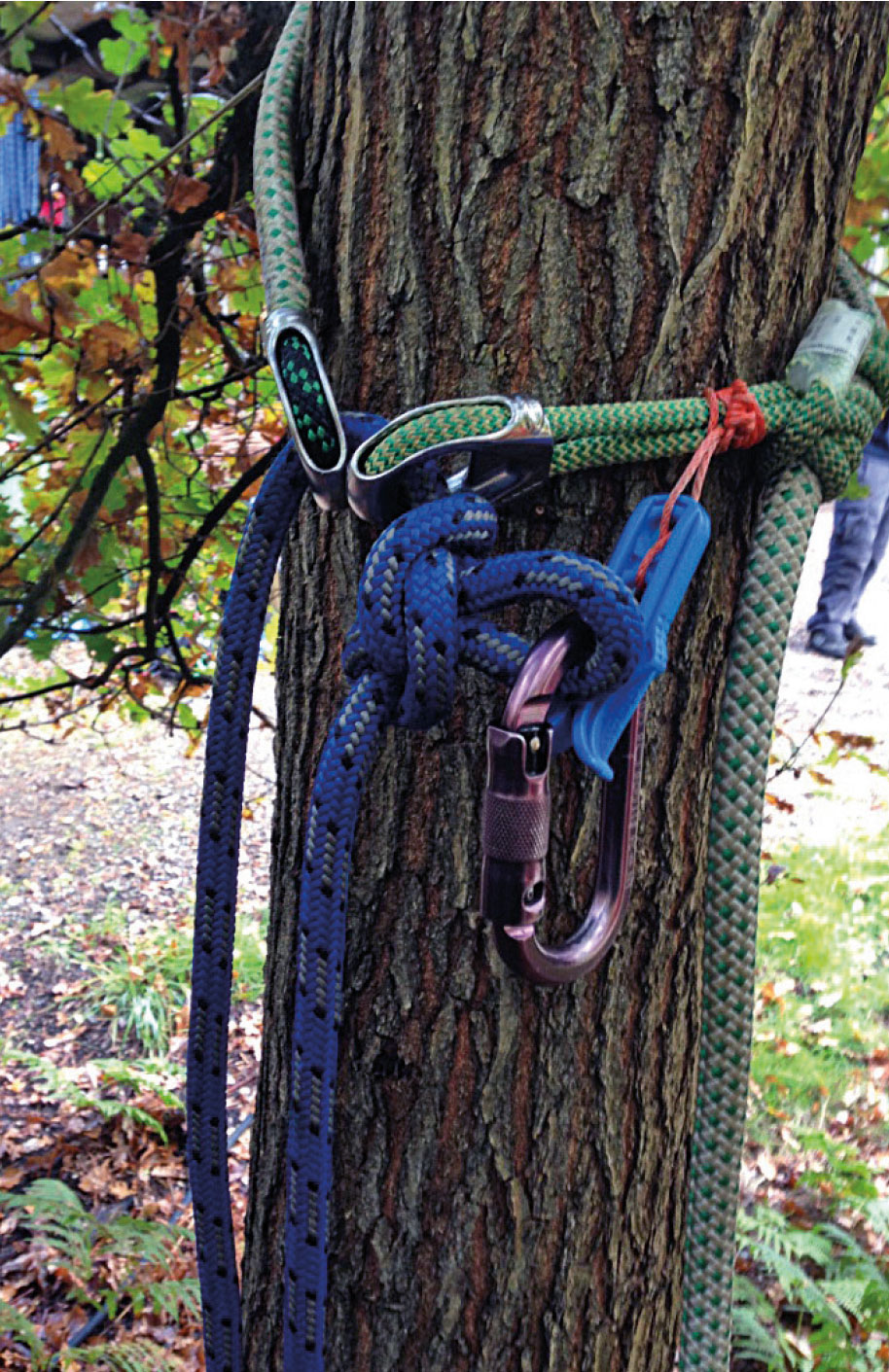 A top anchor formed with a cambium saver, knot blocking on the small ring. A configuration aid is used to stop the knot dropping away from the small ring if the system goes slack.