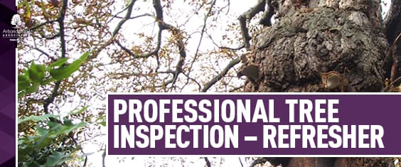 Professional Tree Inspection Refresher