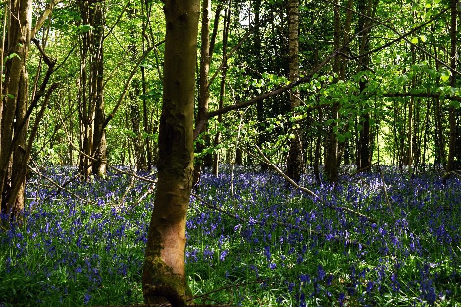 Well managed woodland brings additional income for owners and multiple benefits for communities