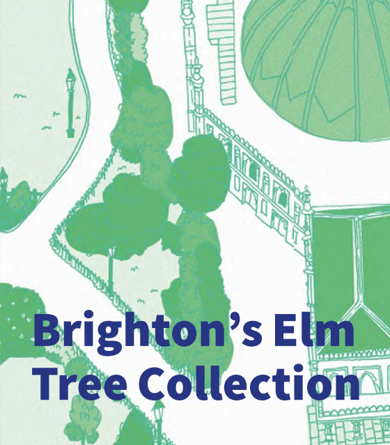 BRIGHTON-ELM.PNG