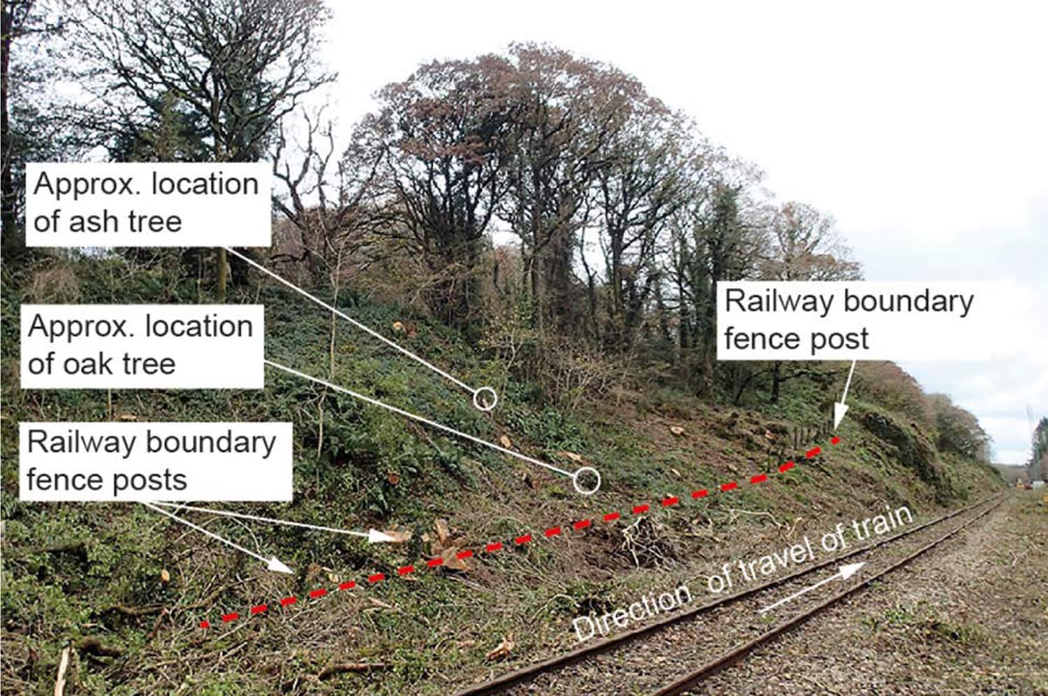 Location of the oak and ash trees