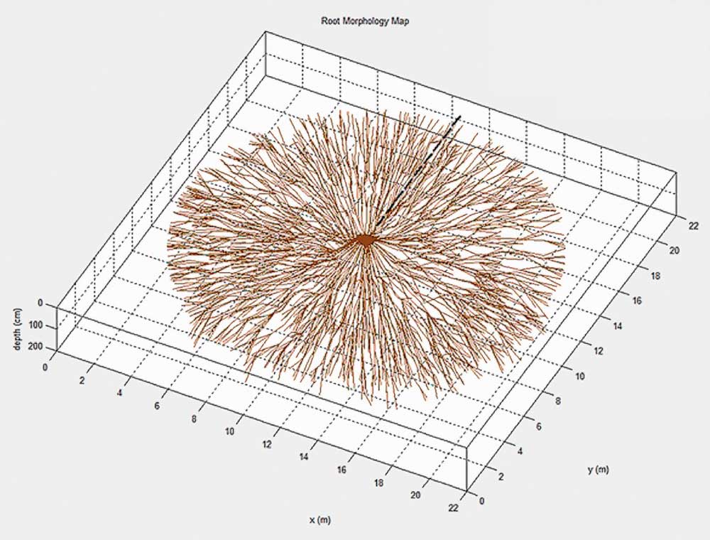 Figure 2: Root morphology map of the Westonbirt veteran oak. This is not the full extent of the roots, but the inner circle of the rooting area. Note that some of the roots are from the adjacent oak.