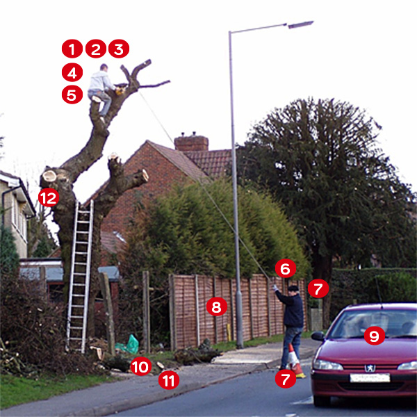 Beware where you are at risk with rogue tree surgeons
