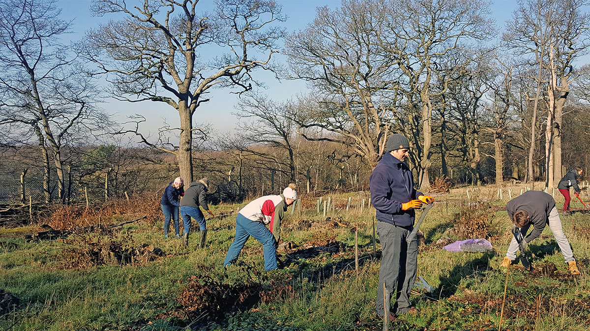 WSP staff carrying out voluntary tree planting work in an urban woodland in Harlow. (Photo: WSP)