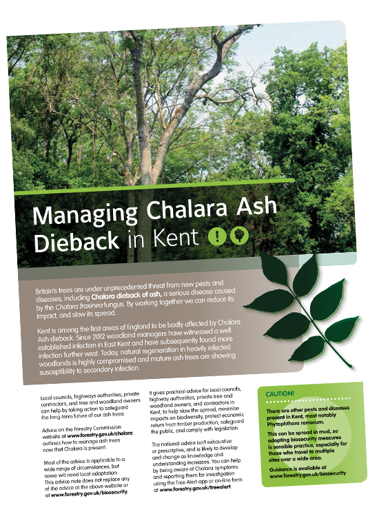 Chalara ash dieback 2013